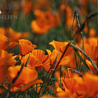 Ihr neuer Garten im Frühling