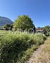 Grün
