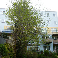 totibi sast 28401 Hausansicht Schönaugasse 27.JPG