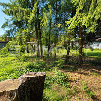 Naturgarten mit Baumbestand